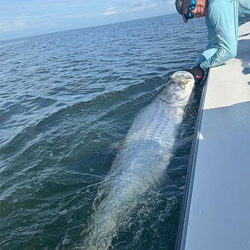 tarpon500x657tharp